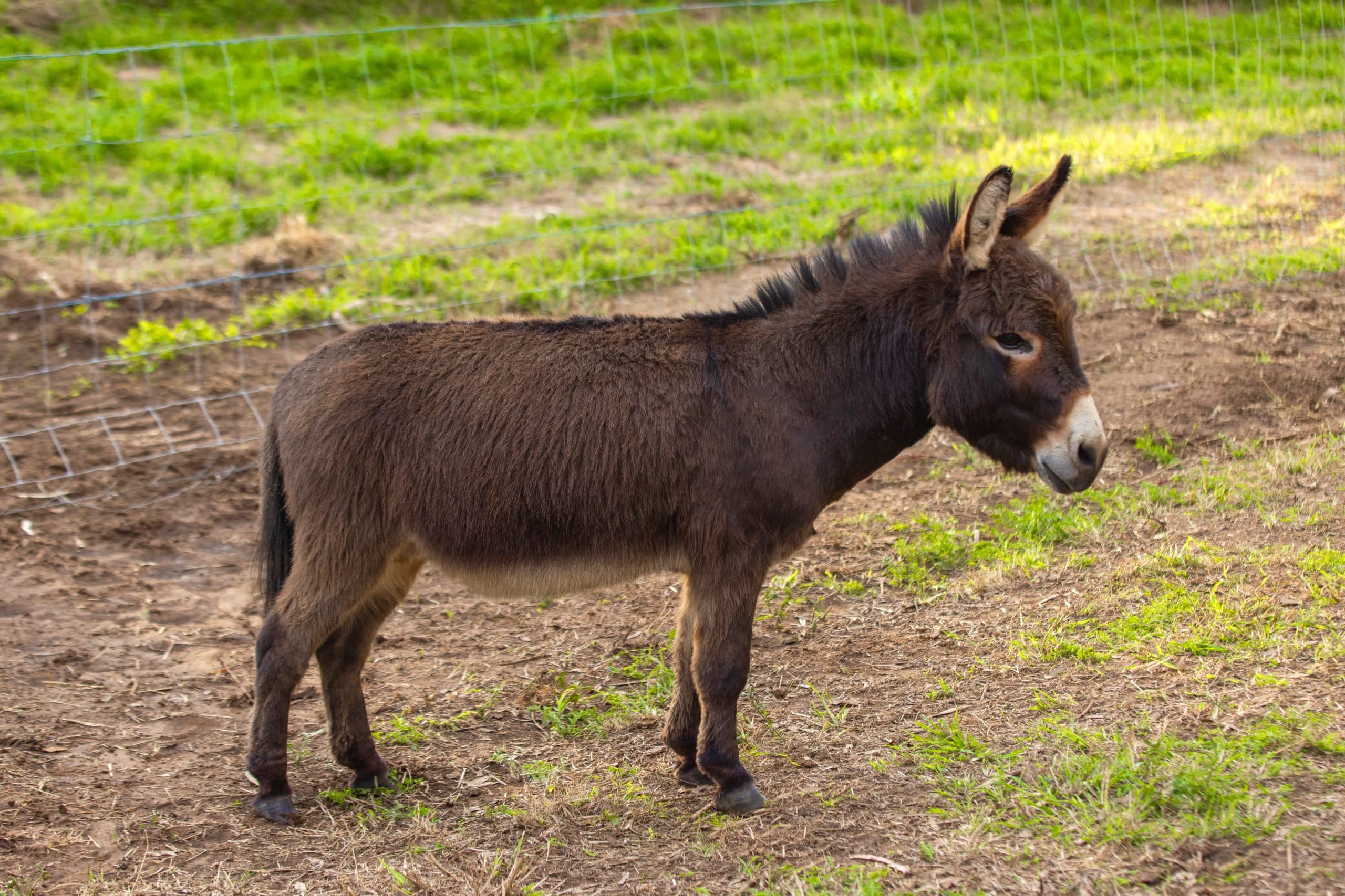 Burclair Donkeys 202518